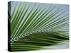 Close-up of Palm Leaf at Ko Samet Island, Rayong, Thailand, Asia-Richard Nebesky-Stretched Canvas