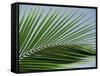 Close-up of Palm Leaf at Ko Samet Island, Rayong, Thailand, Asia-Richard Nebesky-Framed Stretched Canvas