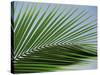 Close-up of Palm Leaf at Ko Samet Island, Rayong, Thailand, Asia-Richard Nebesky-Stretched Canvas