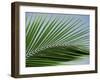 Close-up of Palm Leaf at Ko Samet Island, Rayong, Thailand, Asia-Richard Nebesky-Framed Photographic Print