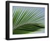 Close-up of Palm Leaf at Ko Samet Island, Rayong, Thailand, Asia-Richard Nebesky-Framed Photographic Print