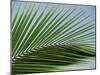 Close-up of Palm Leaf at Ko Samet Island, Rayong, Thailand, Asia-Richard Nebesky-Mounted Photographic Print