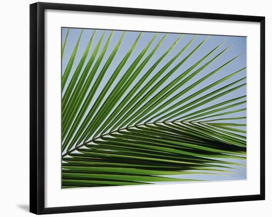 Close-up of Palm Leaf at Ko Samet Island, Rayong, Thailand, Asia-Richard Nebesky-Framed Photographic Print