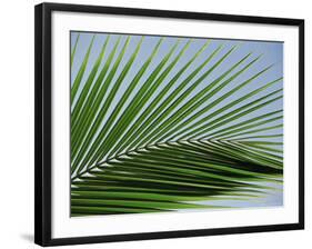 Close-up of Palm Leaf at Ko Samet Island, Rayong, Thailand, Asia-Richard Nebesky-Framed Photographic Print