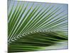 Close-up of Palm Leaf at Ko Samet Island, Rayong, Thailand, Asia-Richard Nebesky-Mounted Photographic Print