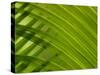 Close-up of Palm Leaf-null-Stretched Canvas