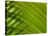 Close-up of Palm Leaf-null-Stretched Canvas