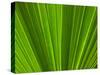 Close-up of Palm Leaf-null-Stretched Canvas