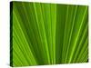 Close-up of Palm Leaf-null-Stretched Canvas