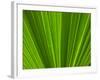 Close-up of Palm Leaf-null-Framed Photographic Print