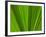 Close-up of Palm Leaf-null-Framed Photographic Print