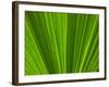 Close-up of Palm Leaf-null-Framed Photographic Print