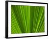 Close-up of Palm Leaf-null-Framed Photographic Print