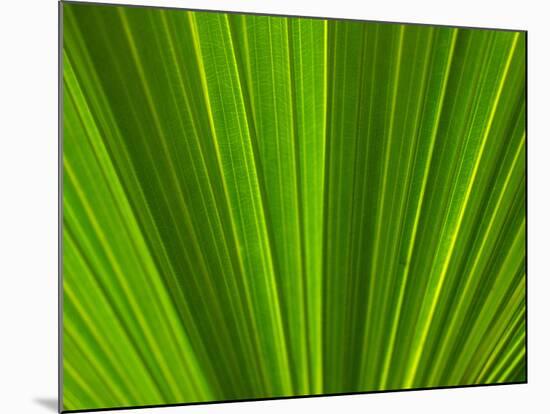 Close-up of Palm Leaf-null-Mounted Photographic Print