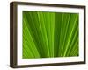 Close-up of Palm Leaf-null-Framed Photographic Print