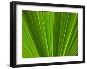 Close-up of Palm Leaf-null-Framed Photographic Print