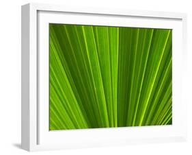 Close-up of Palm Leaf-null-Framed Photographic Print