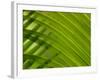 Close-up of Palm Leaf-null-Framed Photographic Print