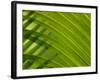 Close-up of Palm Leaf-null-Framed Photographic Print