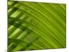 Close-up of Palm Leaf-null-Mounted Photographic Print