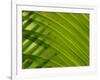 Close-up of Palm Leaf-null-Framed Photographic Print