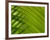 Close-up of Palm Leaf-null-Framed Photographic Print