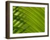 Close-up of Palm Leaf-null-Framed Photographic Print