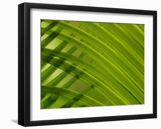 Close-up of Palm Leaf-null-Framed Photographic Print