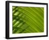 Close-up of Palm Leaf-null-Framed Photographic Print