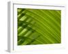 Close-up of Palm Leaf-null-Framed Photographic Print