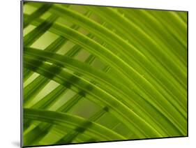 Close-up of Palm Leaf-null-Mounted Photographic Print