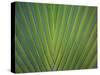 Close-Up of Palm Leaves, Bavaro, Punta Cana, Dominican Republic-Jim Engelbrecht-Stretched Canvas