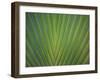 Close-Up of Palm Leaves, Bavaro, Punta Cana, Dominican Republic-Jim Engelbrecht-Framed Photographic Print