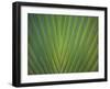 Close-Up of Palm Leaves, Bavaro, Punta Cana, Dominican Republic-Jim Engelbrecht-Framed Photographic Print