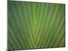 Close-Up of Palm Leaves, Bavaro, Punta Cana, Dominican Republic-Jim Engelbrecht-Mounted Photographic Print