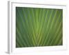 Close-Up of Palm Leaves, Bavaro, Punta Cana, Dominican Republic-Jim Engelbrecht-Framed Photographic Print