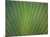 Close-Up of Palm Leaves, Bavaro, Punta Cana, Dominican Republic-Jim Engelbrecht-Mounted Photographic Print