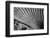 Close-Up of Palm leaves, California, USA-Panoramic Images-Framed Photographic Print