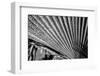 Close-Up of Palm leaves, California, USA-Panoramic Images-Framed Photographic Print