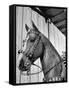 Close-Up of Palomino Horse-null-Framed Stretched Canvas