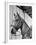 Close-Up of Palomino Horse-null-Framed Photographic Print