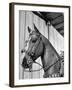 Close-Up of Palomino Horse-null-Framed Photographic Print