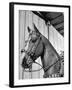 Close-Up of Palomino Horse-null-Framed Photographic Print