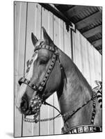 Close-Up of Palomino Horse-null-Mounted Photographic Print