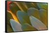 Close-Up of Parrot Feathers-Darrell Gulin-Framed Stretched Canvas