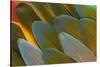 Close-Up of Parrot Feathers-Darrell Gulin-Stretched Canvas