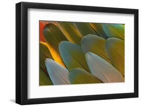 Close-Up of Parrot Feathers-Darrell Gulin-Framed Photographic Print