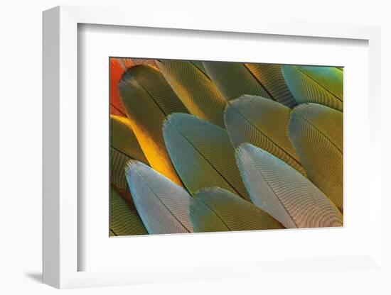 Close-Up of Parrot Feathers-Darrell Gulin-Framed Photographic Print