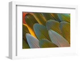 Close-Up of Parrot Feathers-Darrell Gulin-Framed Photographic Print