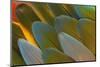 Close-Up of Parrot Feathers-Darrell Gulin-Mounted Photographic Print